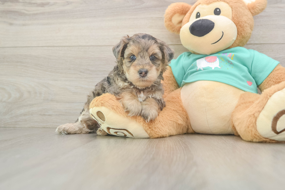 Petite Yorkie Poo Poodle Mix Pup