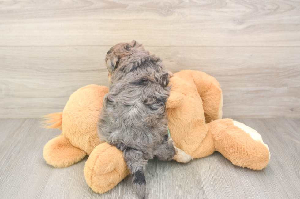 Petite Yorkie Poo Poodle Mix Pup