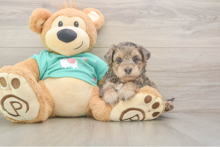 Smart Yorkie Poo Poodle Mix Pup