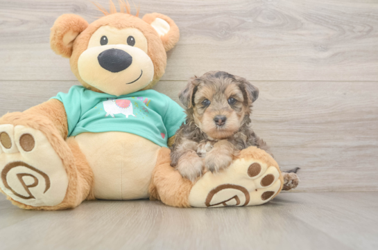 Smart Yorkie Poo Poodle Mix Pup