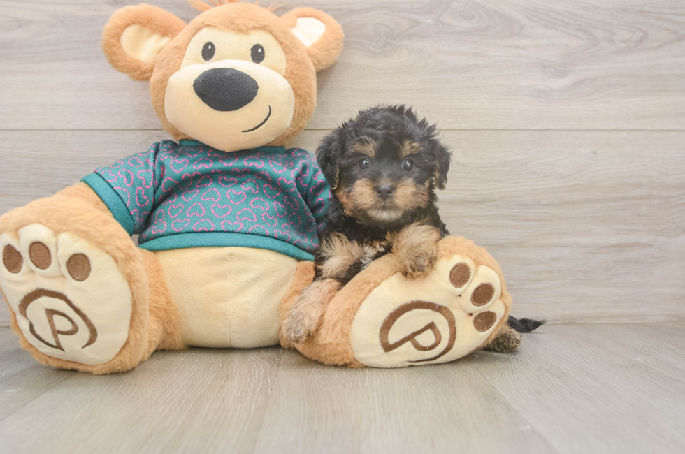 5 week old Yorkie Poo Puppy For Sale - Seaside Pups