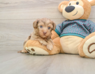 8 week old Yorkie Poo Puppy For Sale - Seaside Pups