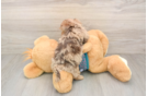 Hypoallergenic Yorkie Doodle Poodle Mix Puppy