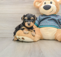 7 week old Yorkie Poo Puppy For Sale - Seaside Pups