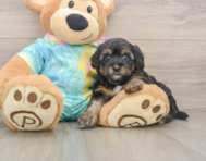 8 week old Yorkie Poo Puppy For Sale - Seaside Pups