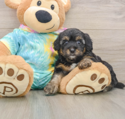 8 week old Yorkie Poo Puppy For Sale - Seaside Pups