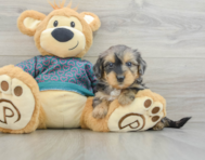 6 week old Yorkie Poo Puppy For Sale - Seaside Pups