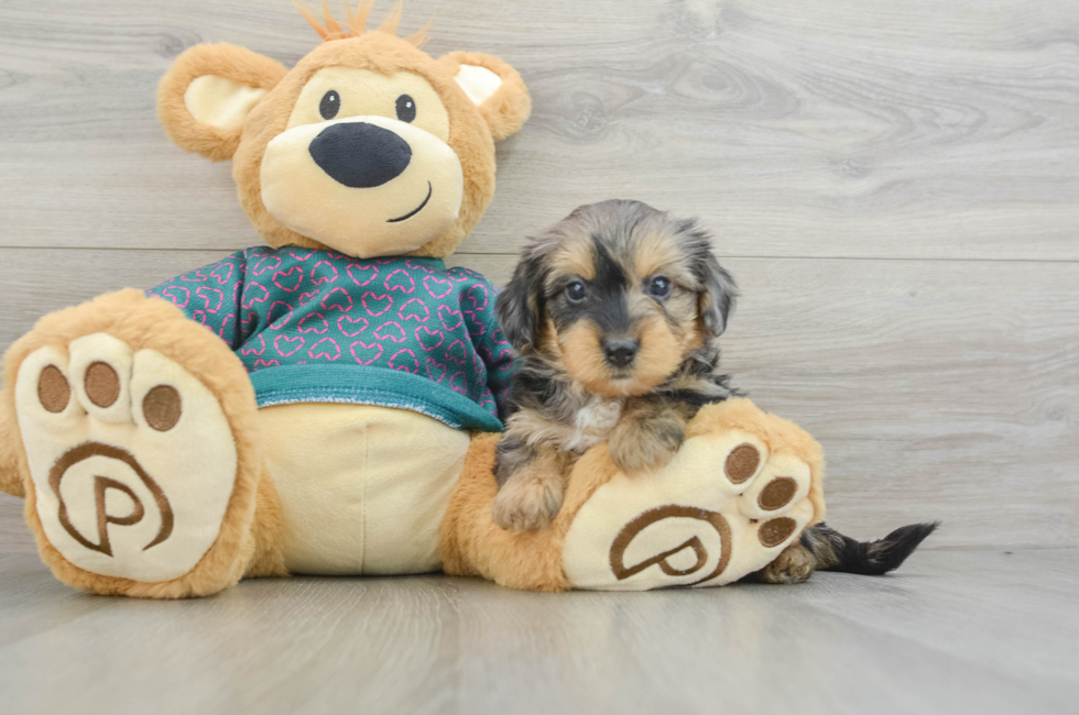 6 week old Yorkie Poo Puppy For Sale - Seaside Pups