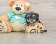 8 week old Yorkie Poo Puppy For Sale - Seaside Pups