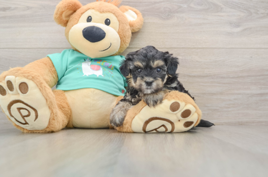 Yorkie Poo Pup Being Cute