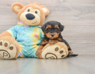 5 week old Yorkie Poo Puppy For Sale - Seaside Pups