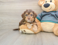 8 week old Yorkie Poo Puppy For Sale - Seaside Pups
