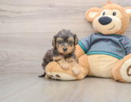 8 week old Yorkie Poo Puppy For Sale - Seaside Pups