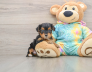 5 week old Yorkie Poo Puppy For Sale - Seaside Pups