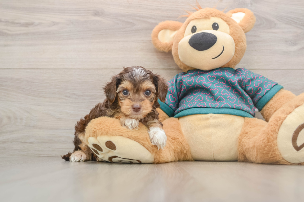 Smart Yorkie Poo Poodle Mix Pup