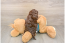 Little Yorkie Poodle Mix Poodle Mix Puppy