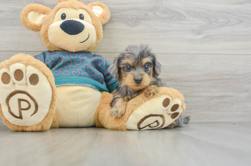 6 week old Yorkie Poo Puppy For Sale - Seaside Pups