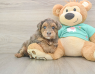 5 week old Yorkie Poo Puppy For Sale - Seaside Pups