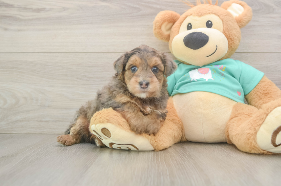 5 week old Yorkie Poo Puppy For Sale - Seaside Pups