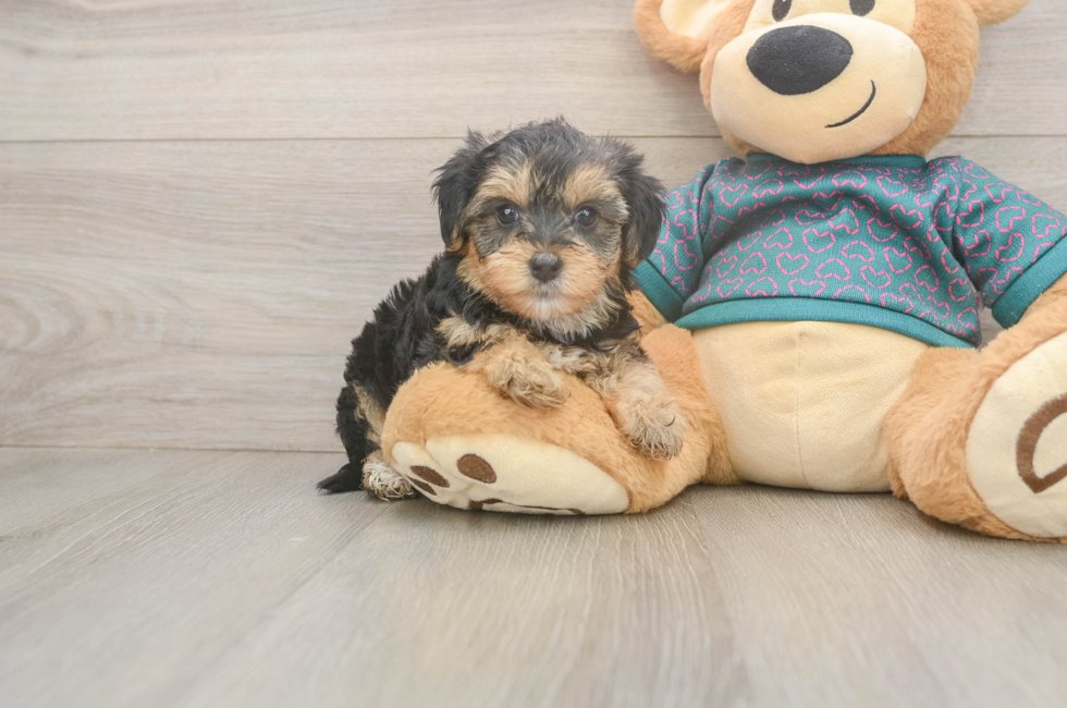 5 week old Yorkie Poo Puppy For Sale - Seaside Pups