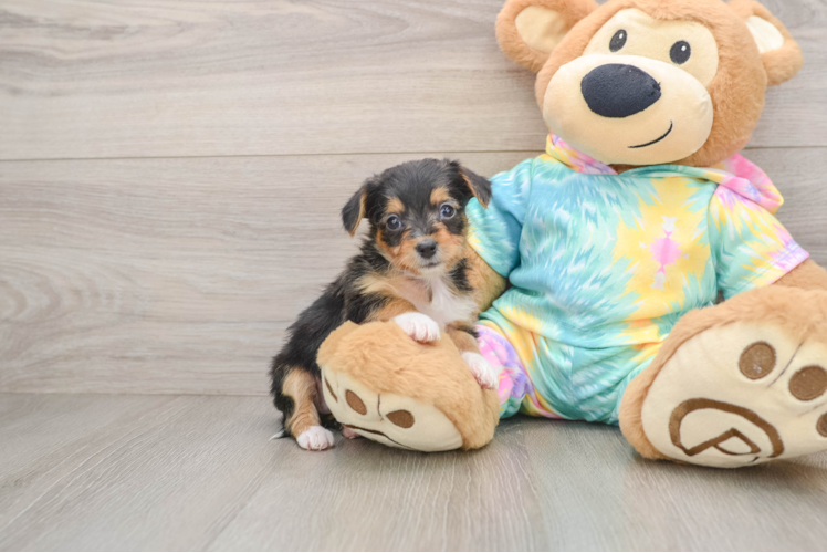Adorable Yorkiedoodle Poodle Mix Puppy