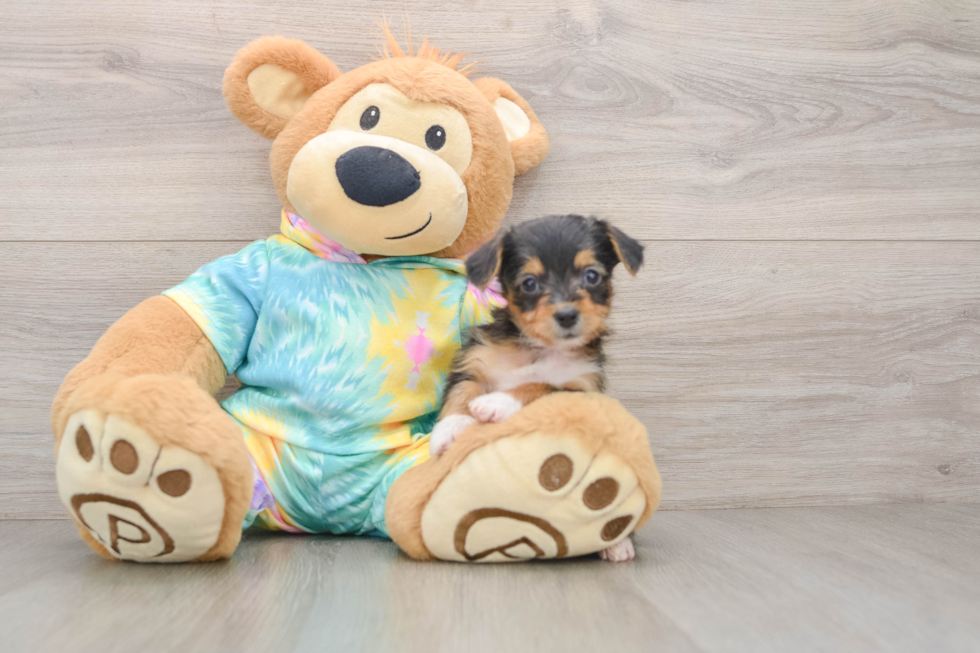 Best Yorkie Poo Baby