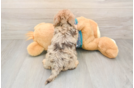Happy Yorkie Poo Baby