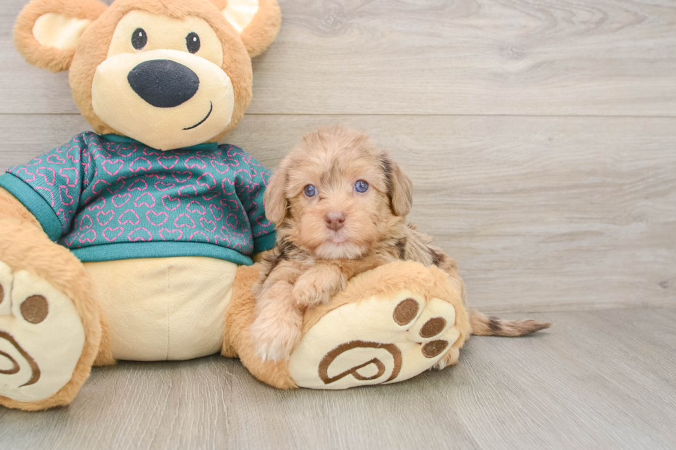 Friendly Yorkie Poo Baby