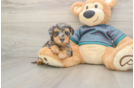 Yorkie Poo Puppy for Adoption