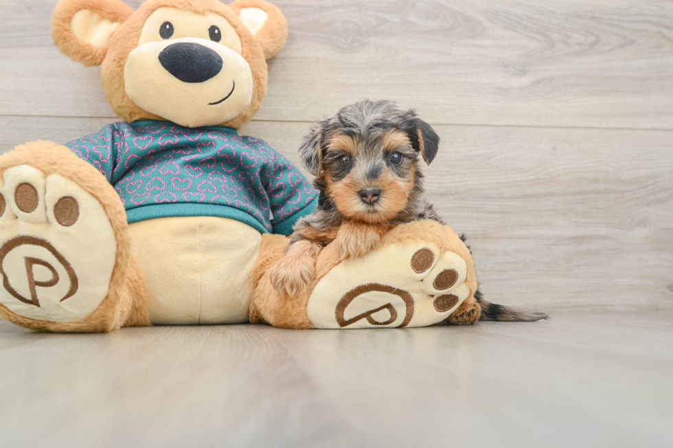 Yorkie Poo Pup Being Cute