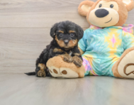 8 week old Yorkie Poo Puppy For Sale - Seaside Pups
