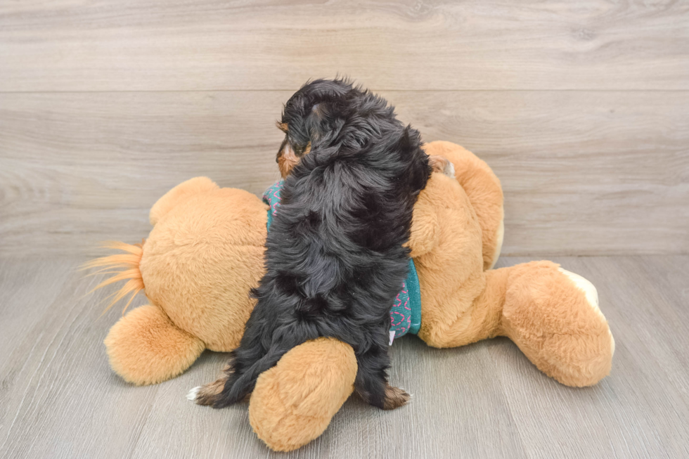 Smart Yorkie Poo Poodle Mix Pup