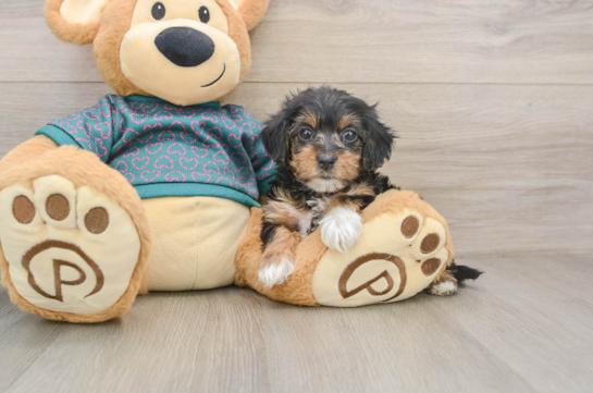 Hypoallergenic Yorkie Doodle Poodle Mix Puppy