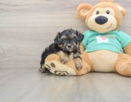 9 week old Yorkie Poo Puppy For Sale - Seaside Pups