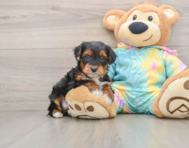 6 week old Yorkie Poo Puppy For Sale - Seaside Pups