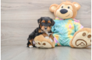 Yorkie Poo Puppy for Adoption