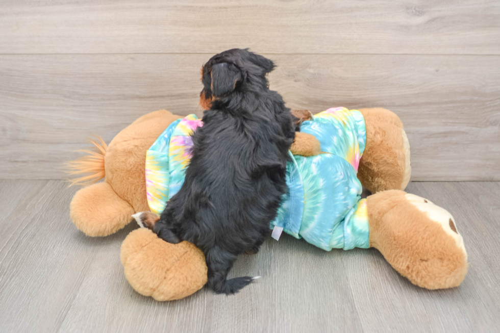 Energetic Yorkipoo Poodle Mix Puppy