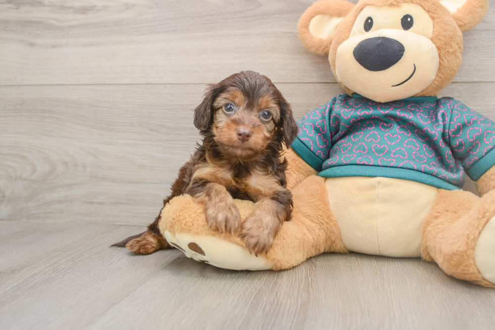 Best Yorkie Poo Baby