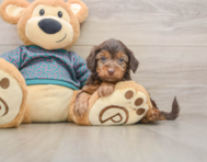 8 week old Yorkie Poo Puppy For Sale - Seaside Pups