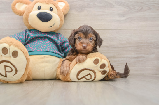 Yorkie Poo Pup Being Cute