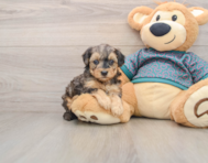 8 week old Yorkie Poo Puppy For Sale - Seaside Pups