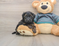 8 week old Yorkie Poo Puppy For Sale - Seaside Pups