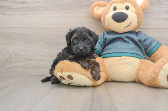 Hypoallergenic Yorkie Doodle Poodle Mix Puppy