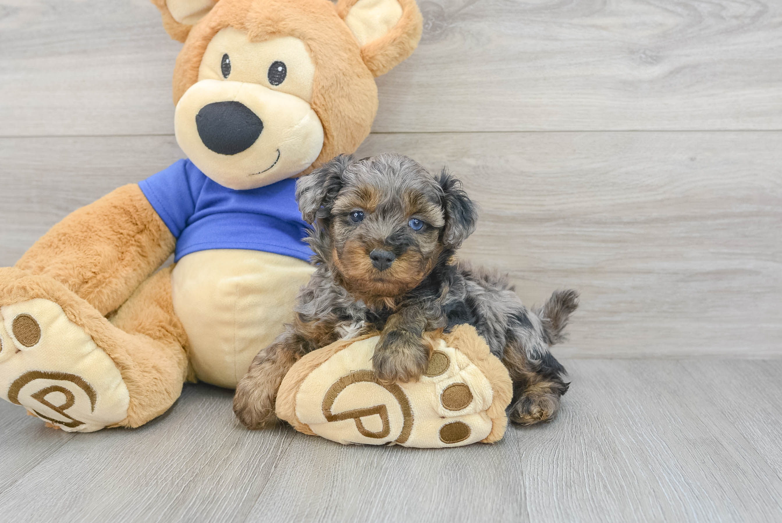 Toy yorkie clearance for adoption