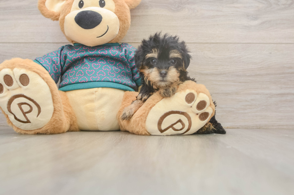 5 week old Yorkie Poo Puppy For Sale - Seaside Pups