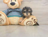 8 week old Yorkie Poo Puppy For Sale - Seaside Pups 8 week old Yorkie Poo Puppy For Sale - Seaside Pups