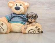 9 week old Yorkie Poo Puppy For Sale - Seaside Pups