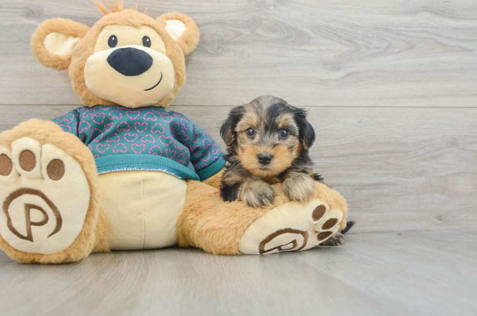 6 week old Yorkie Poo Puppy For Sale - Seaside Pups