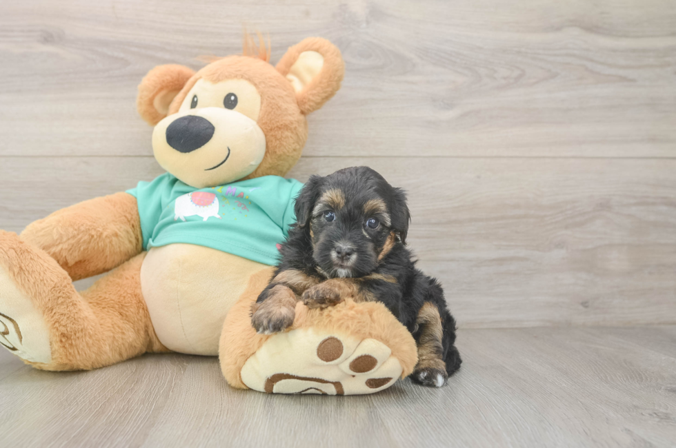5 week old Yorkie Poo Puppy For Sale - Seaside Pups