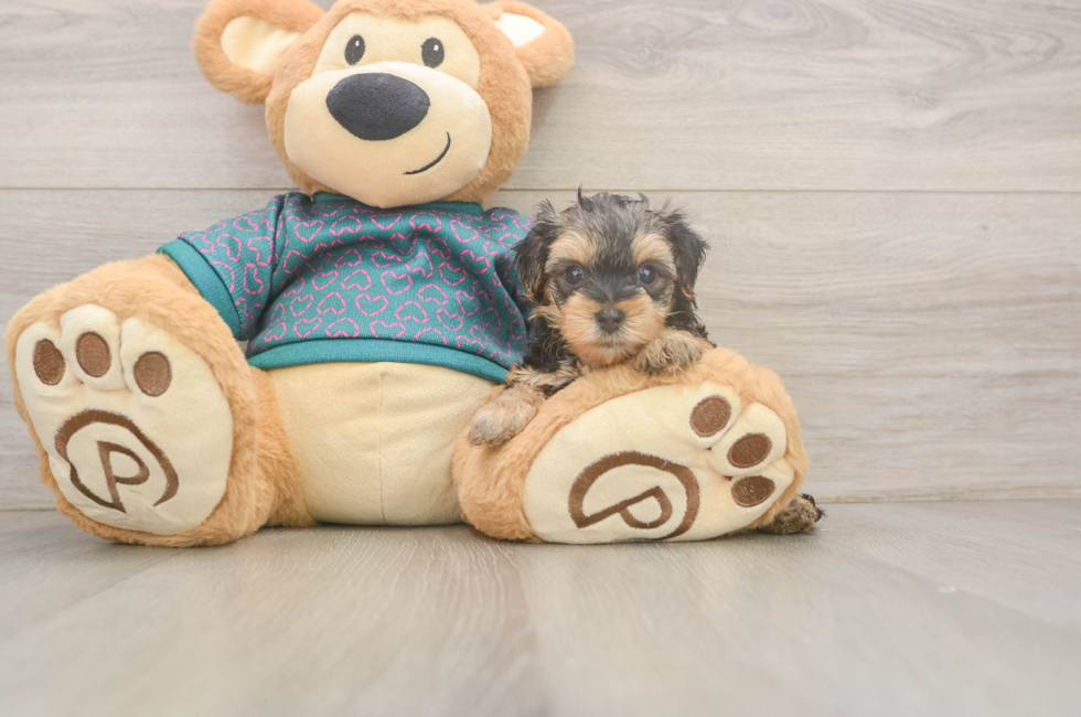 5 week old Yorkie Poo Puppy For Sale - Seaside Pups